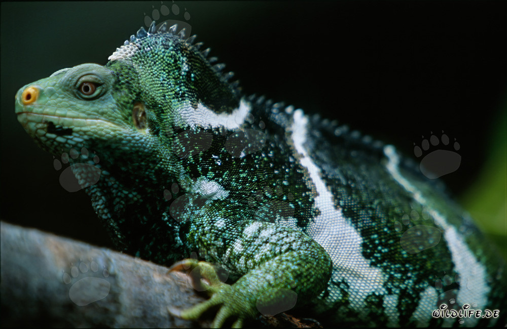 Retrato del raro iguana crestado de Fiji