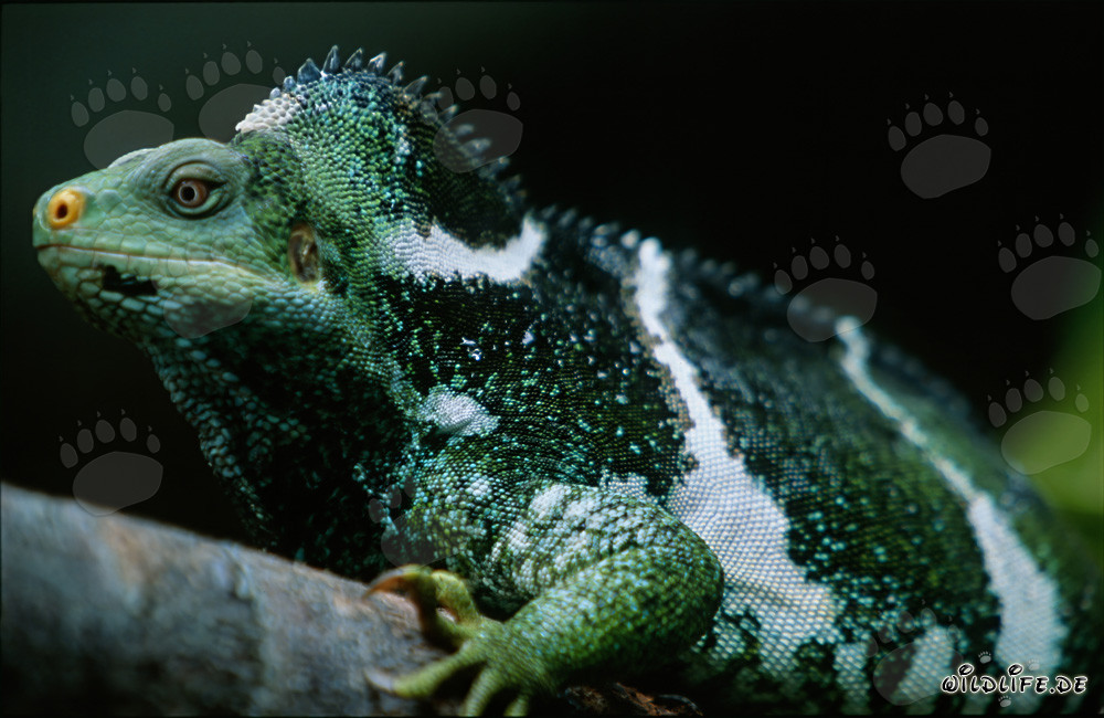Ritratto del raro iguana crestato delle Fiji