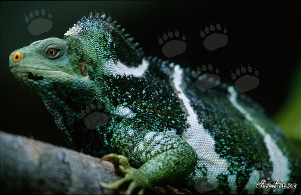 Portrait du rare iguane à crête des Fidji