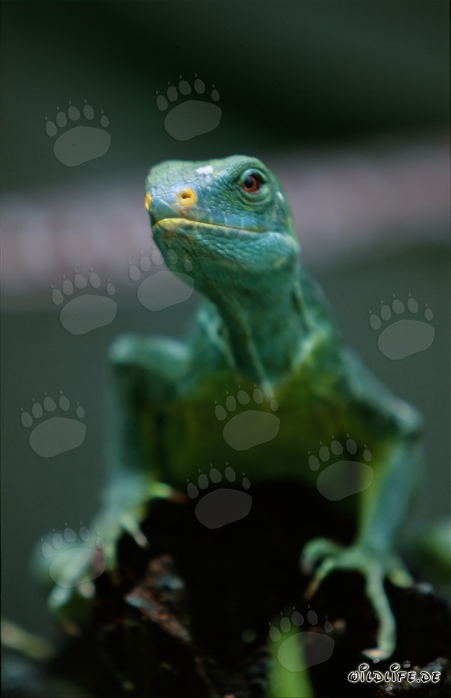 Portrait of a rare Fiji Crested Iguana (Brachylophus vitiensis)