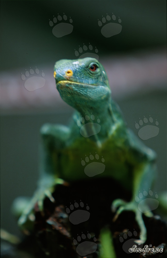 Porträt eines seltenen Fiji Kamm-Iguanas (Brachylophus vitiensis)