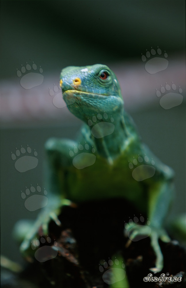 Portrait d'un rare iguane à crête des Fidji (Brachylophus vitiensis)