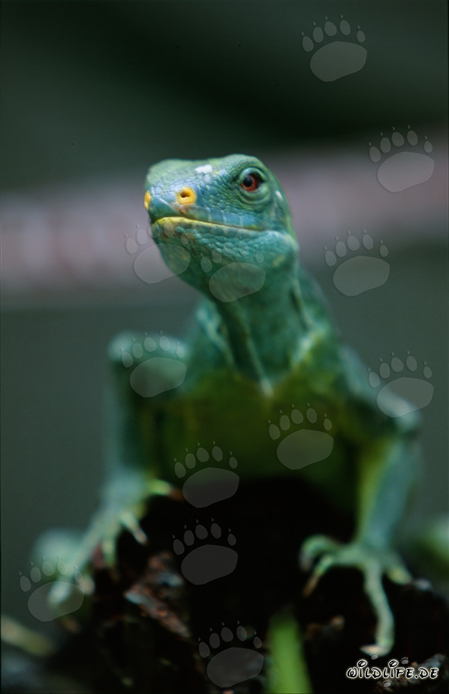 Retrato de un raro iguana crestado de Fiji (Brachylophus vitiensis)