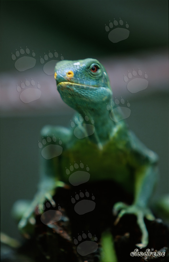 Ritratto di un raro iguana crestata delle Figi (Brachylophus vitiensis)
