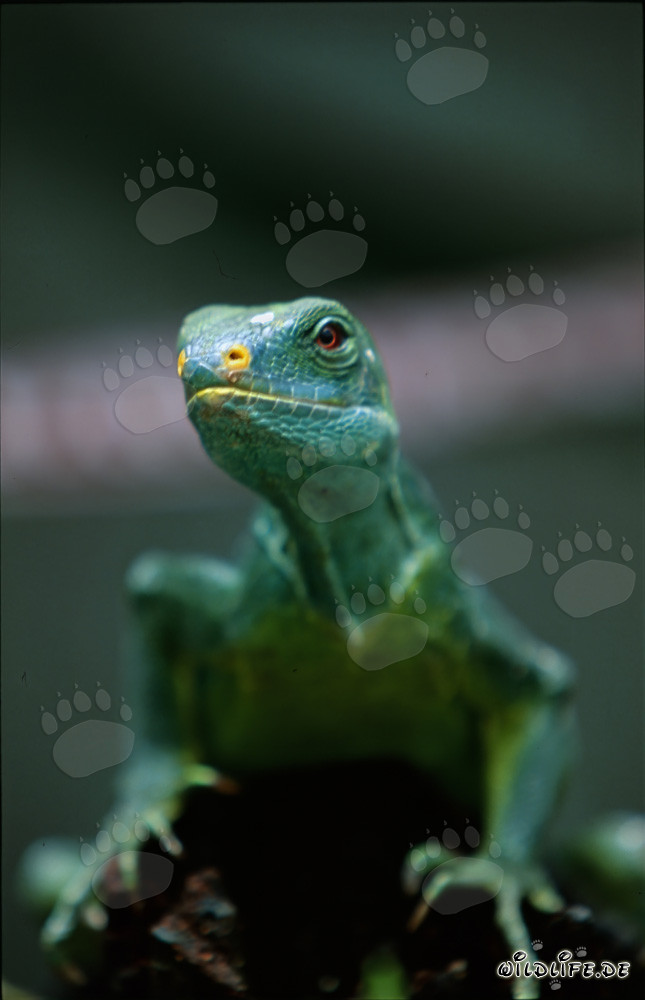The rare Fiji crested iguana: Unique lizard of the South Pacific