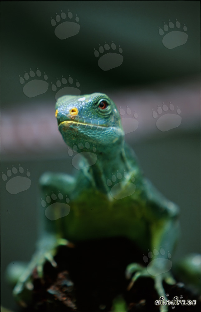 Das seltene Fiji Kamm-Iguana: Einzigartige Echse der Südsee