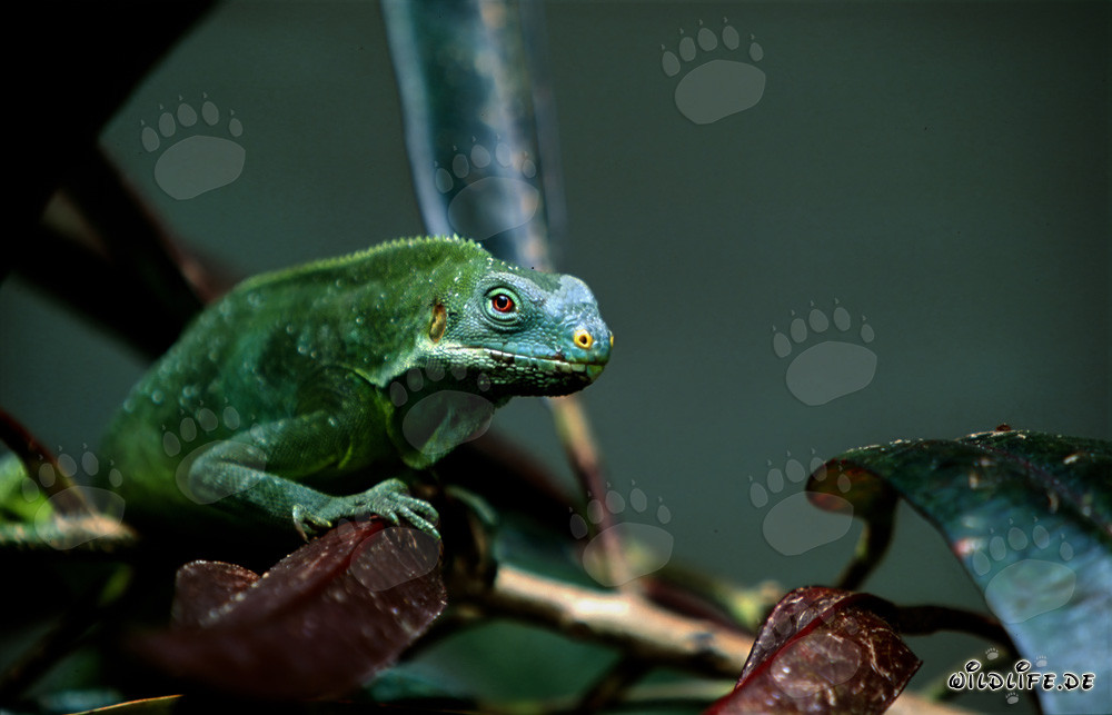 Iguana crestada de Fiji en una rama