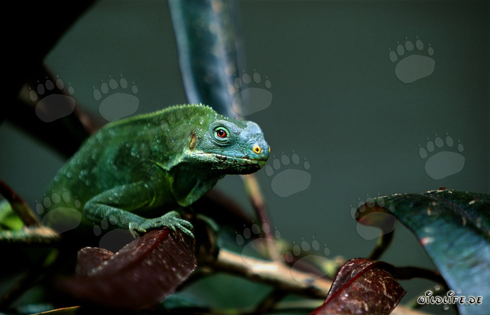Iguana crestata delle Figi su un ramo