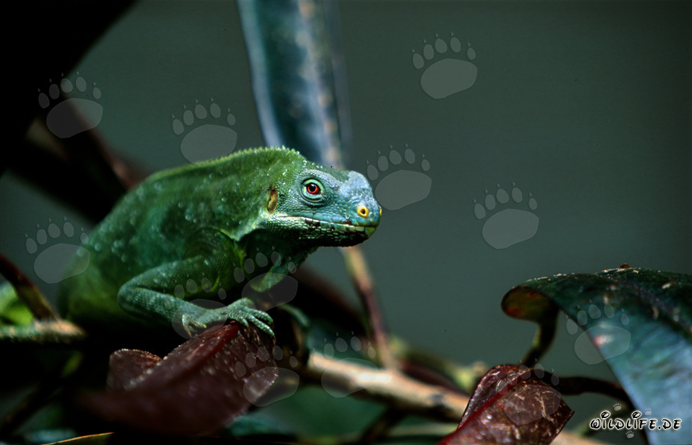 Iguane à crête des Fidji sur une branche