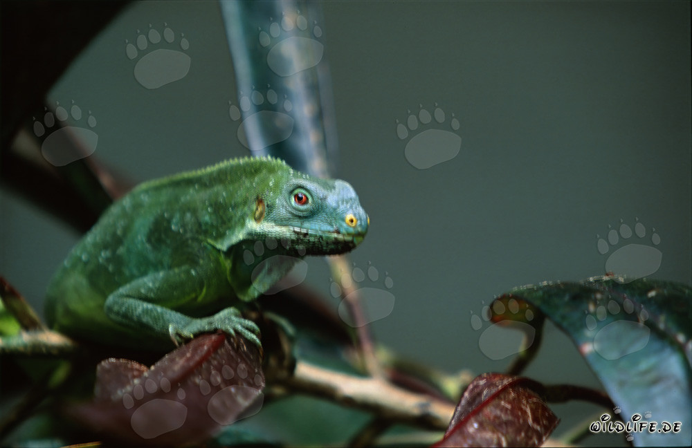 Iguana crestata delle Figi su un ramo