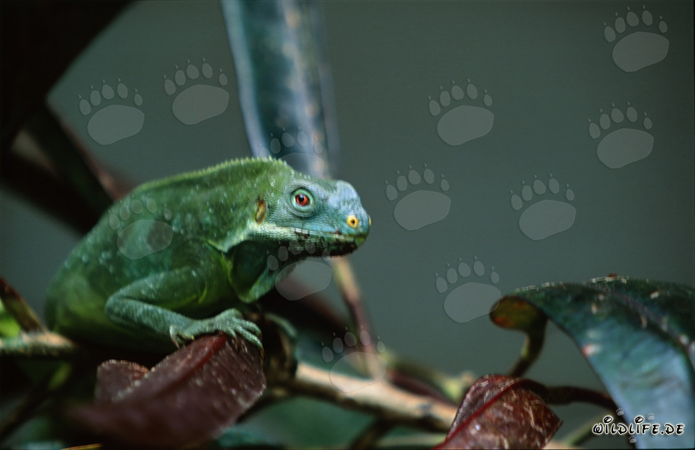 Iguane à crête des Fidji sur une branche