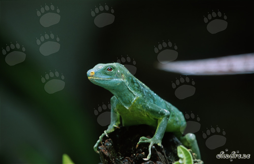 Iguana de cresta corta fascinante de Fiji observando curiosamente el entorno