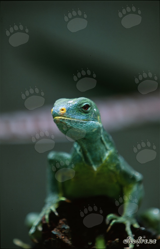 Fascinating close-up of the rare Fiji Crested Iguana (Brachylophus vitiensis)