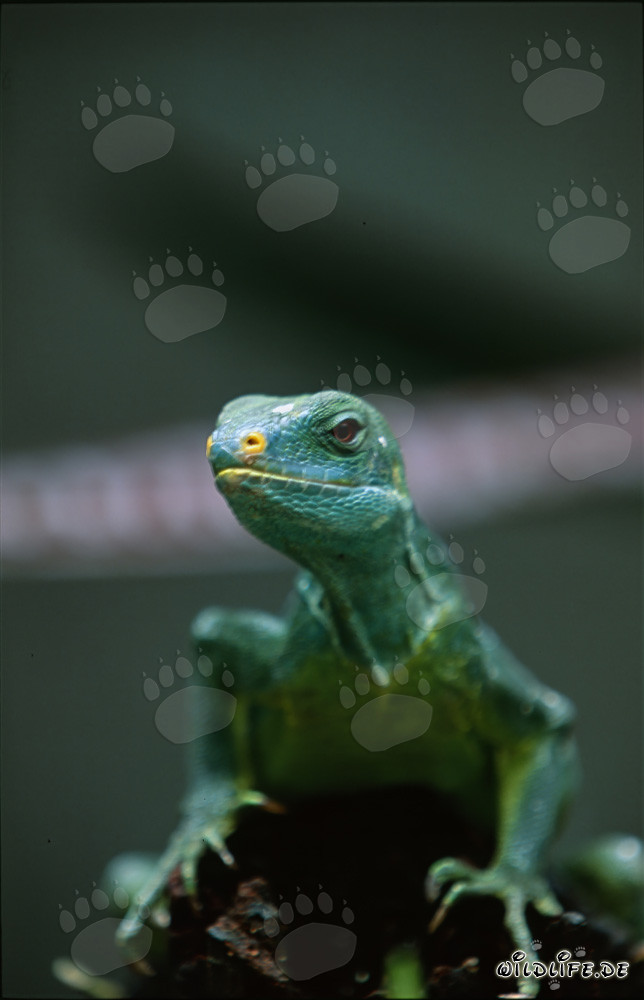 Faszinierende Nahaufnahme des seltenen Fiji Kamm-Iguanas (Brachylophus vitiensis)
