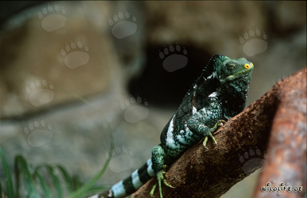 Fiji Crested Iguana on a tree trunk