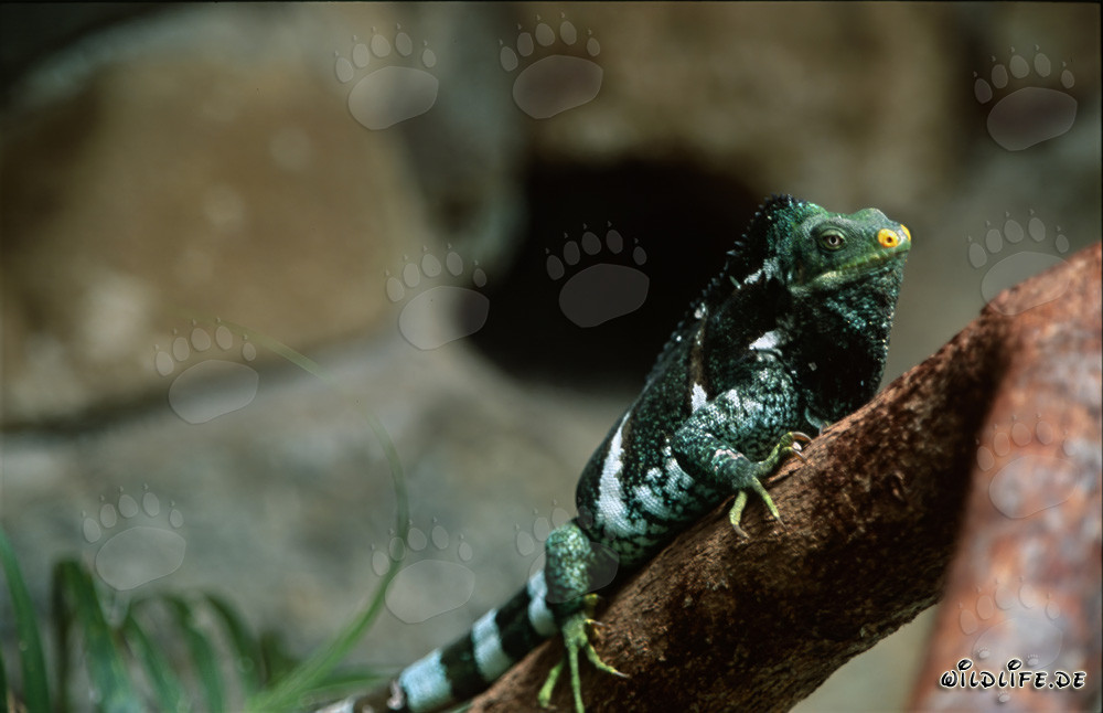 Fiji Kamm-Iguana auf einem Baumstamm