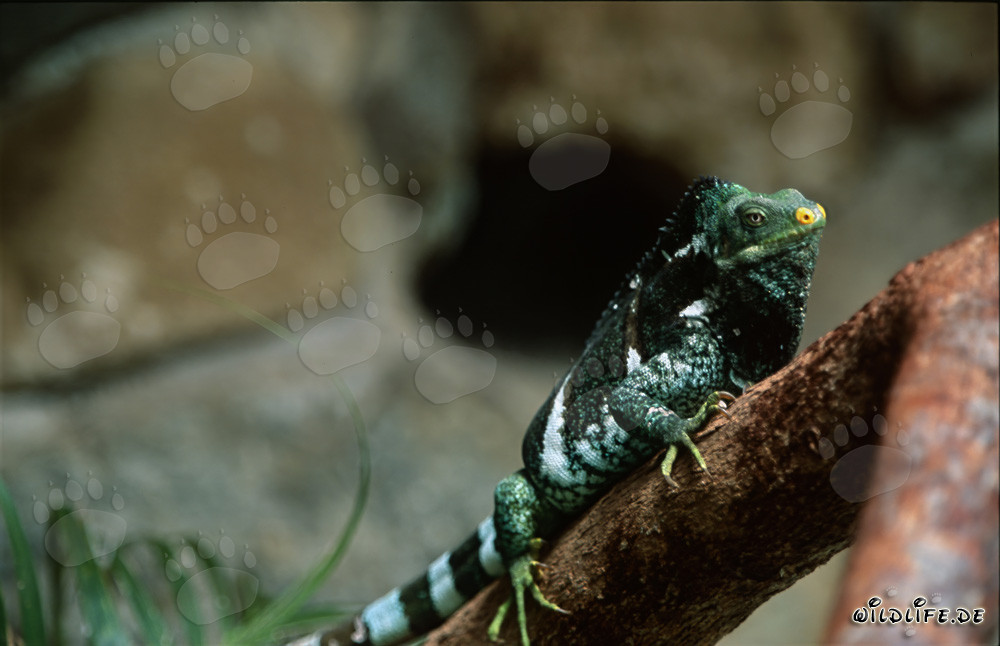 Iguana crestada de las Islas Fiyi en un tronco de árbol
