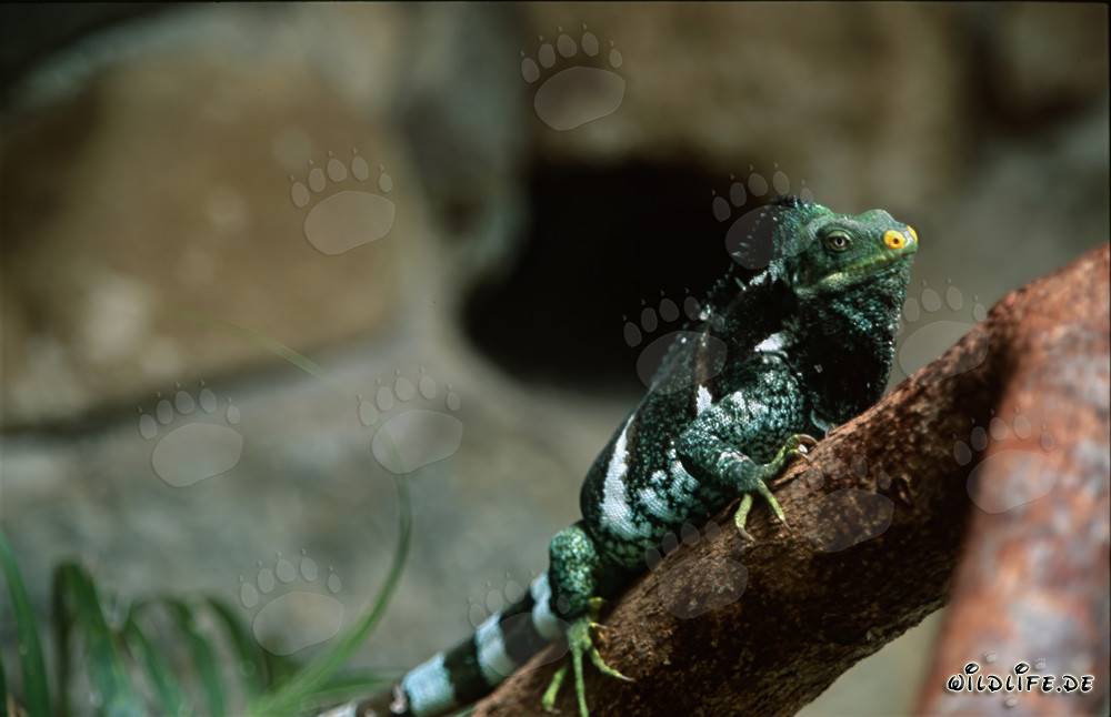 Iguana crestata delle Isole Fiji su un tronco d'albero