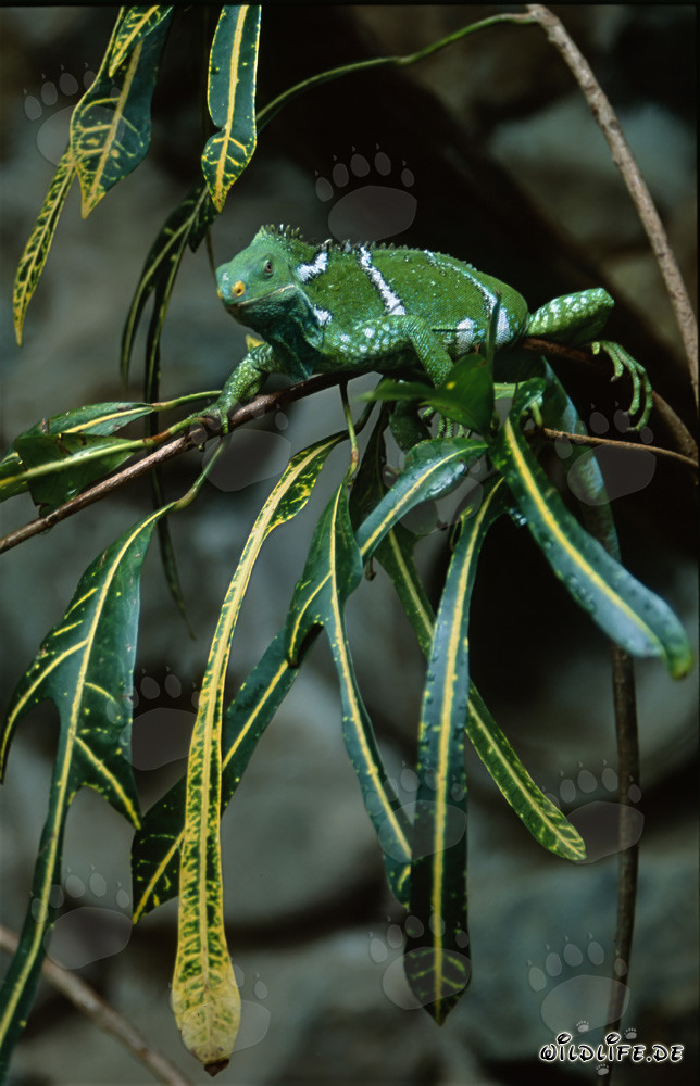Fiji Crested Iguana surrounded by yellow green leaves