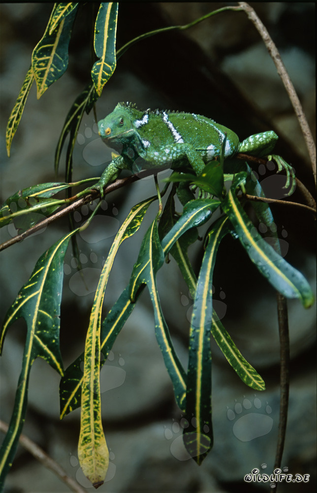 Iguana crestada de Fiji rodeada de hojas amarillas y verdes