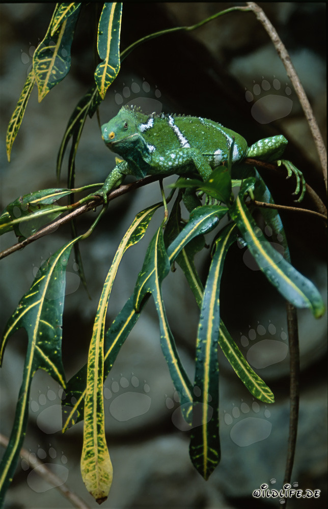 Iguane de crête des Fidji entouré de feuilles jaunes et vertes