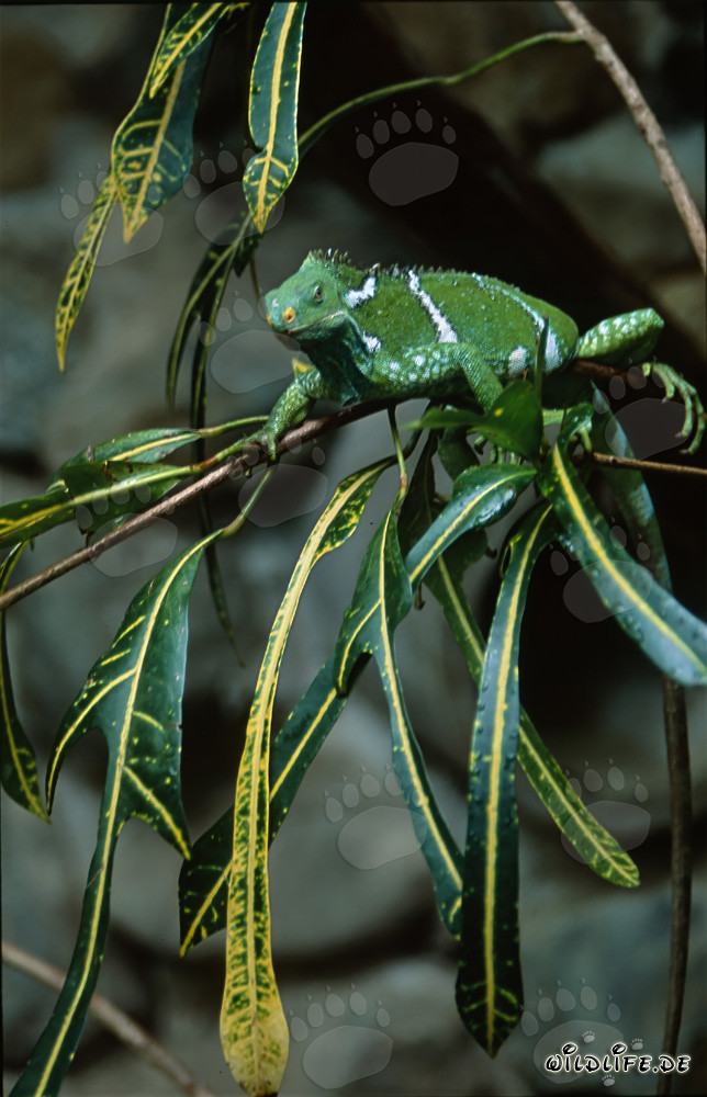 Fiji Crested Iguana - A rare inhabitant of the Fijian islands