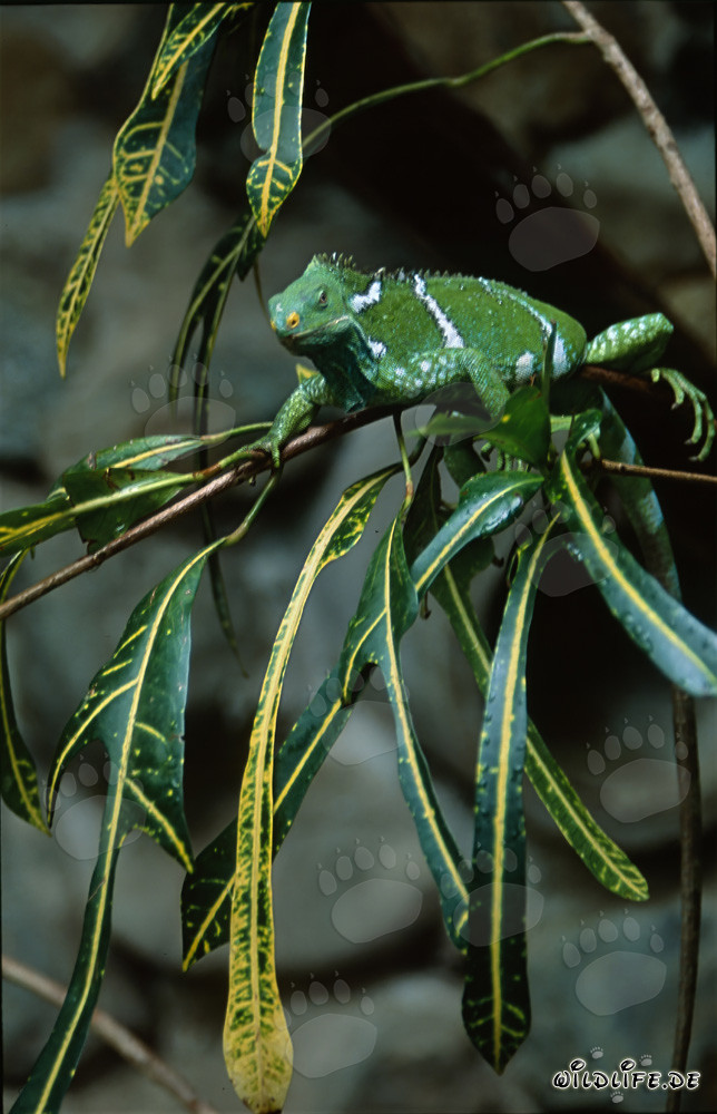 Iguana de cresta de Fiji - Un raro habitante de las islas de Fiji