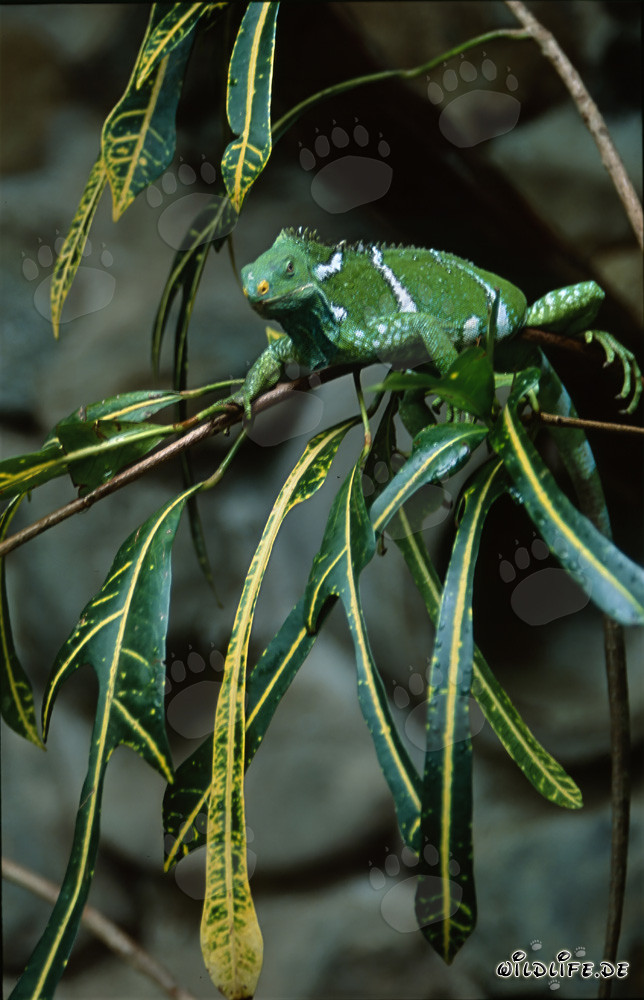 Iguana crestata delle Figi - Un raro abitante delle isole Figi
