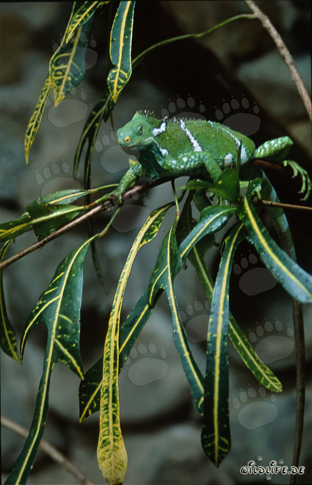 Iguane crête de Fidji - Un rare habitant des îles fidjiennes