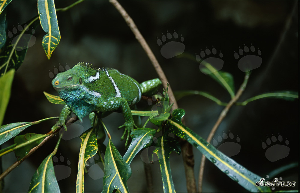 Fiji Crested Iguana perfectly adapted to its environment