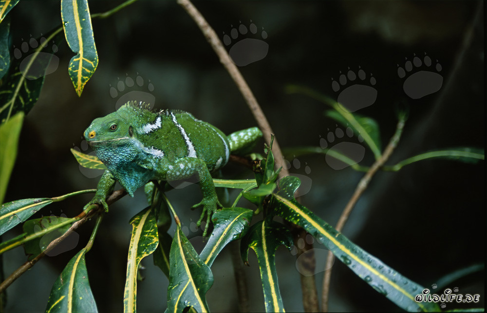 Fiji Kamm-Iguana in perfekter Anpassung an seine Umgebung