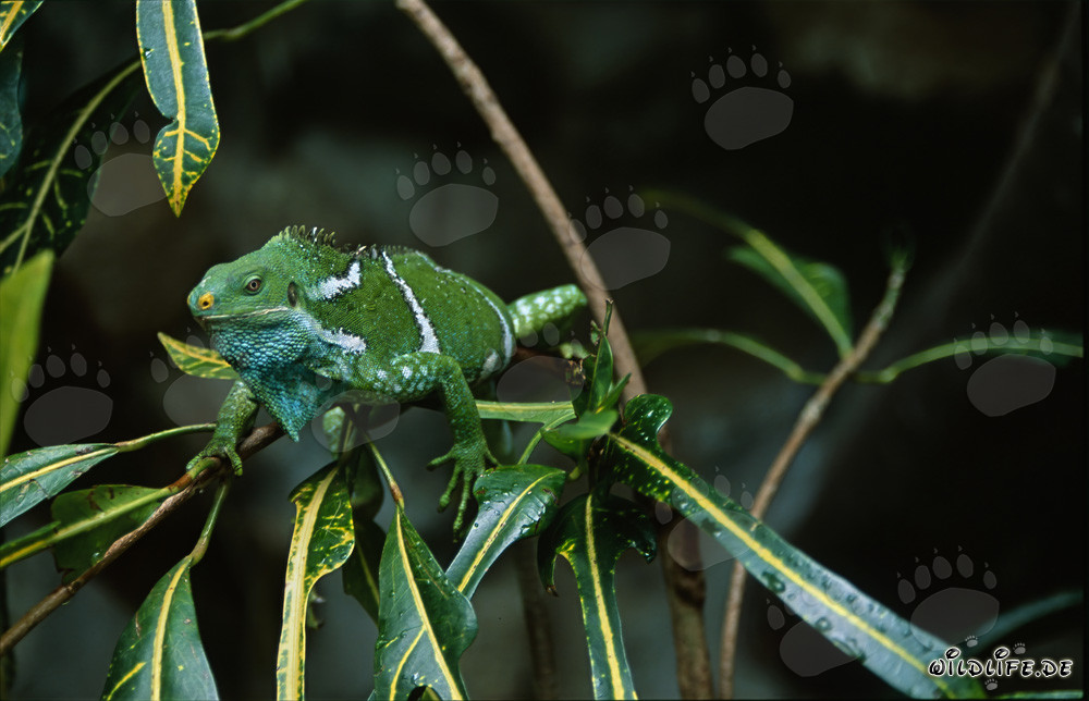 Iguana crestada de Fiji adaptándose perfectamente a su entorno