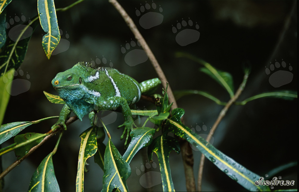 Iguana crestata delle Fiji perfettamente adattata al suo ambiente