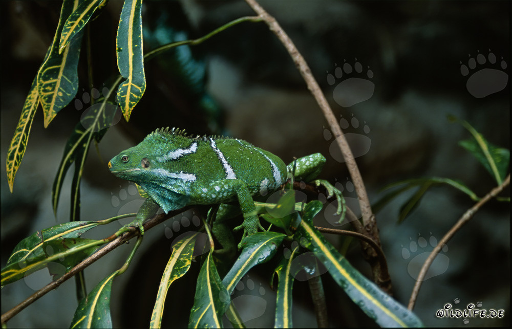 Fiji Crested Iguana on a Thin Branch
