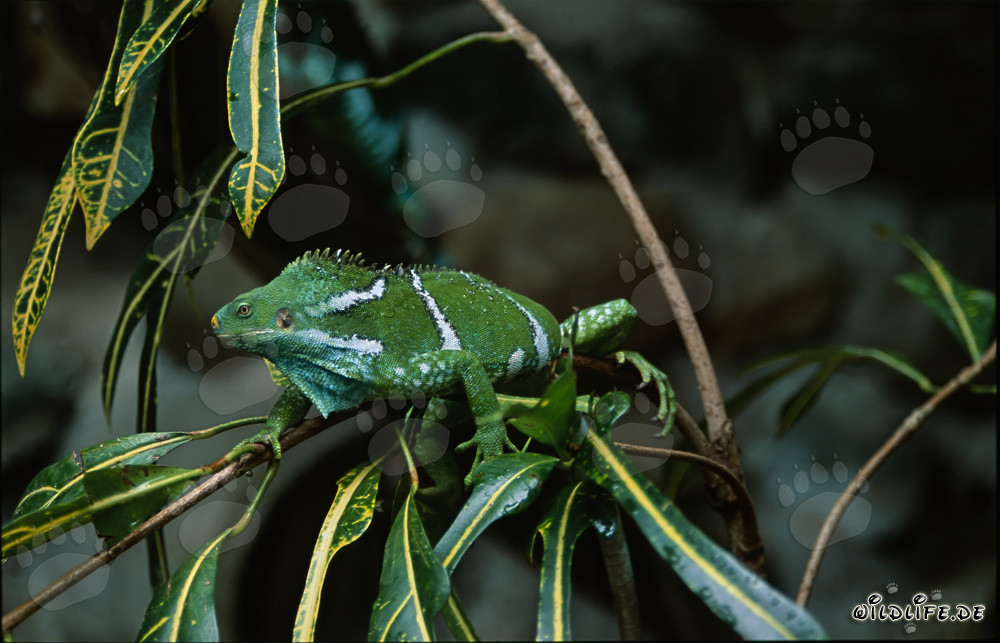 Fiji Kamm-Iguana auf einem dünnen Zweig