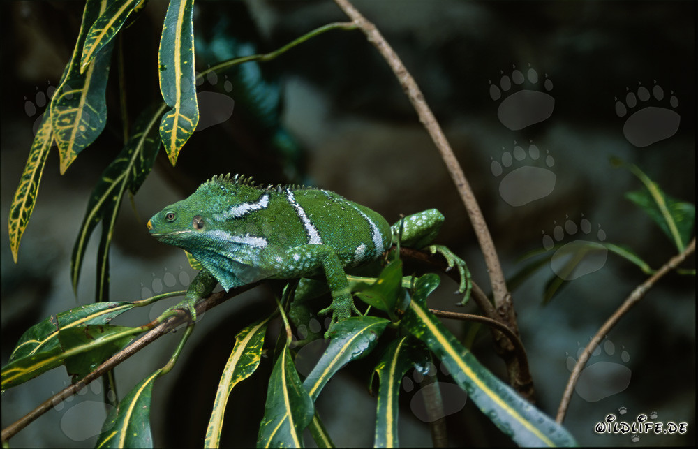 Iguana crestata delle Fiji su un ramo sottile