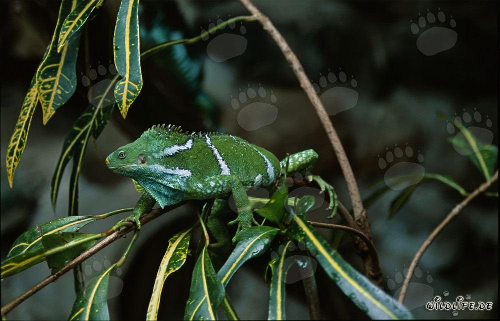 Iguane à crête des Fidji sur une branche fine