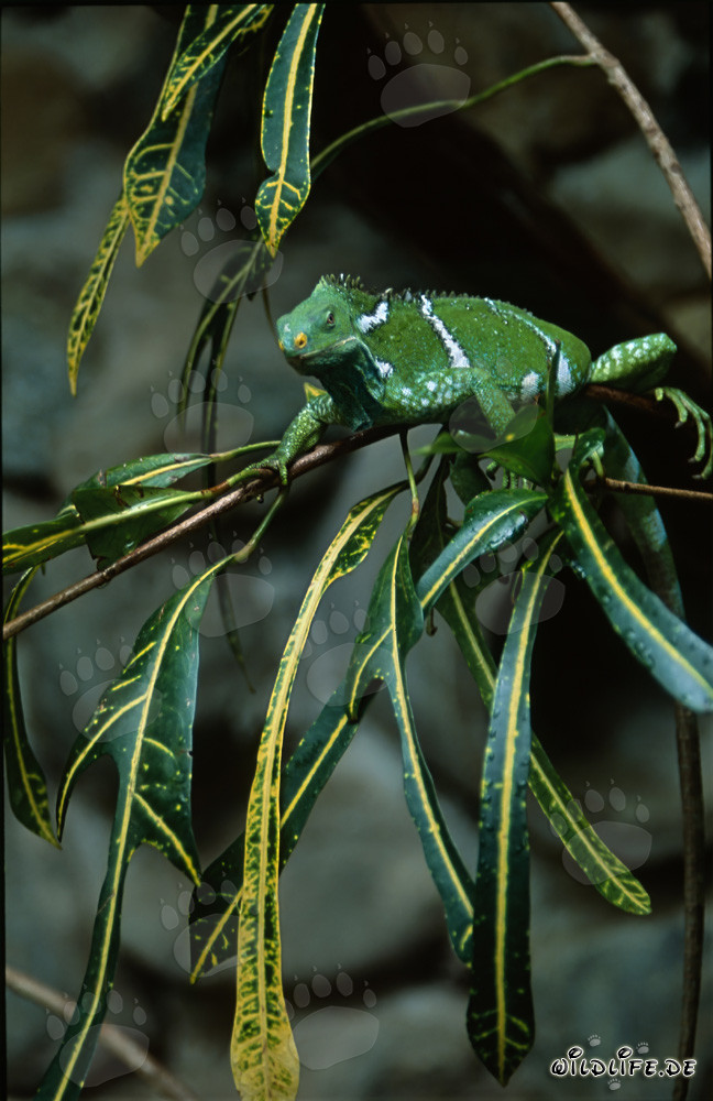Fiji Crested Iguana in leaves tangle