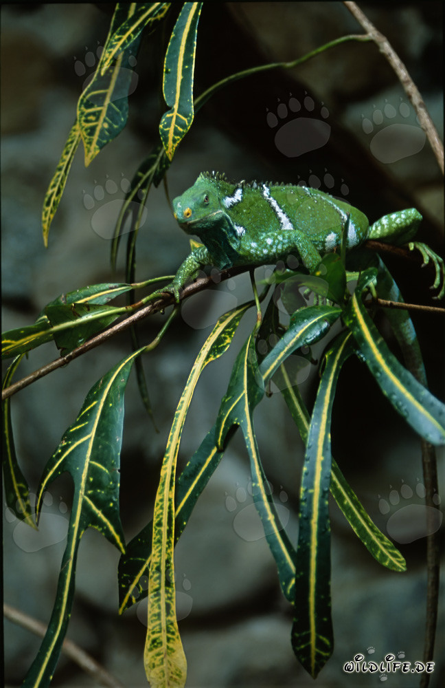 Fiji Kamm-Iguana im Blättergewirr