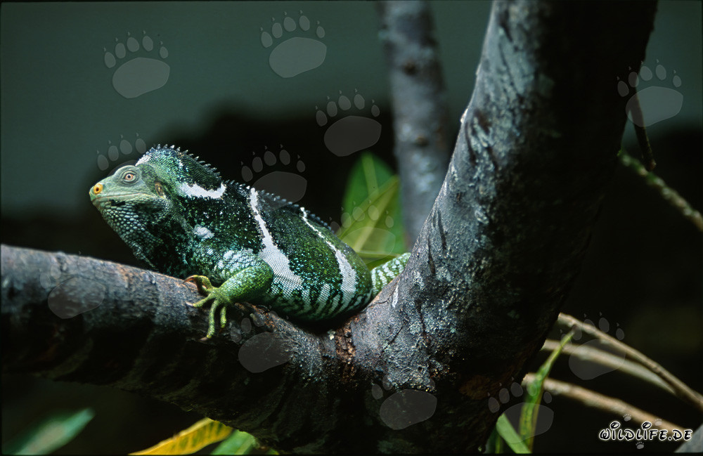 Iguana crestada de Fiyi en una horquilla de árbol