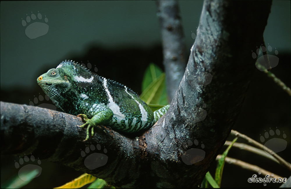 Iguana crestata delle Figi in una forcella d'albero