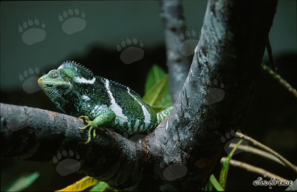 Iguane à crête des Fidji dans une fourche d'arbre