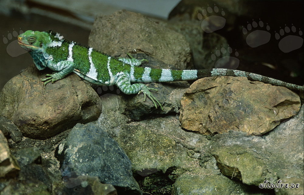Iguana crestata di Fiji prende il sole sulle rocce delle isole