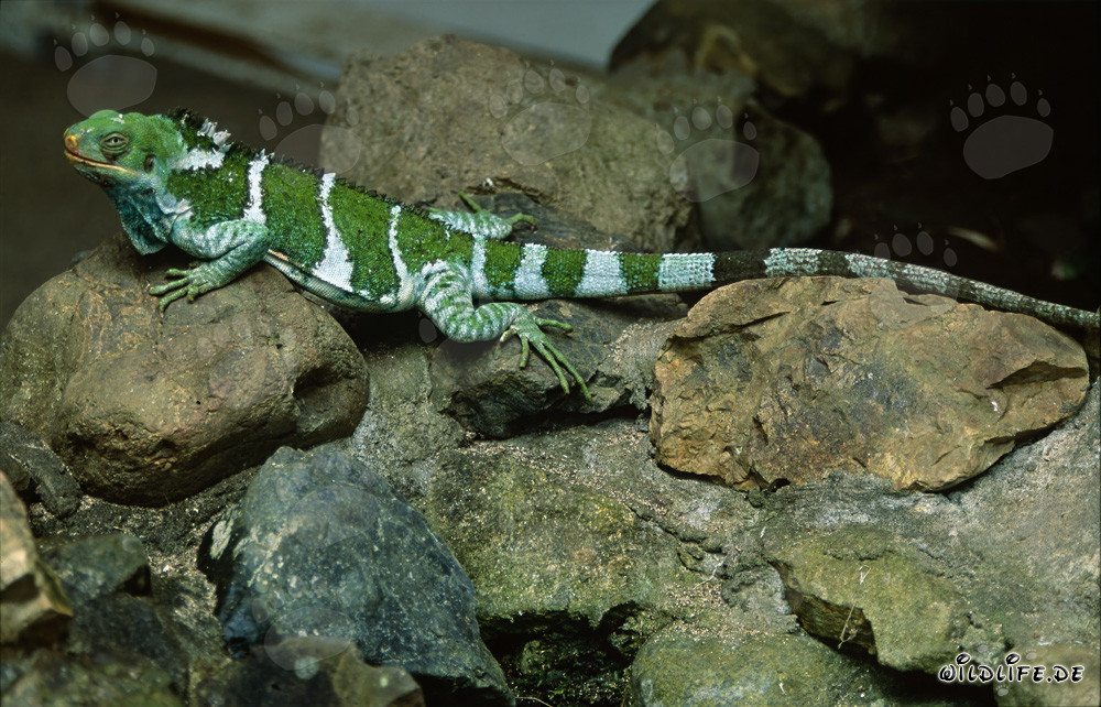 Sonnender Fiji Kamm-Iguana auf den Felsen der Inseln