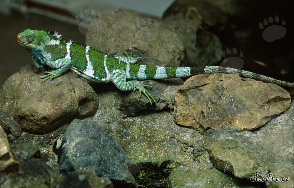 Sunbathing Fiji Crested Iguana on the Rocks of the Islands