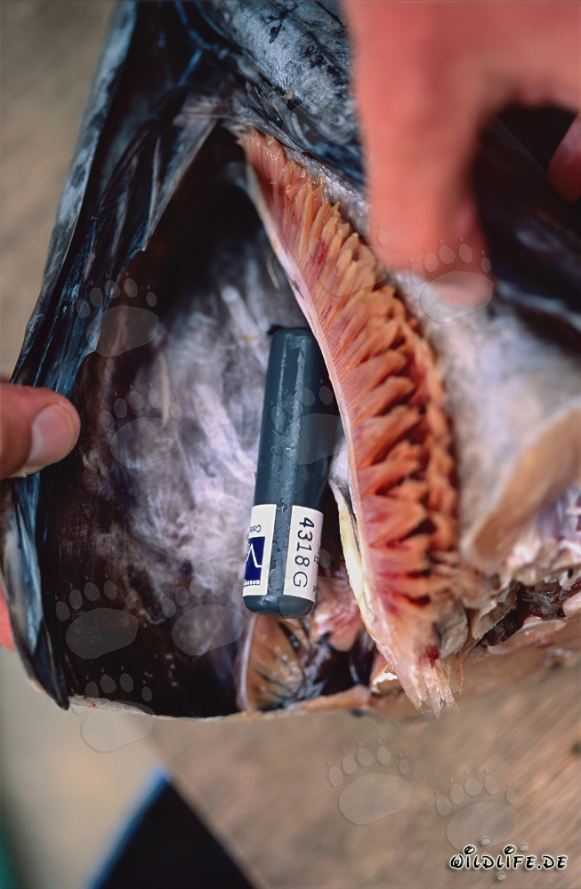 Bull shark with acoustic transmitter in the fish head