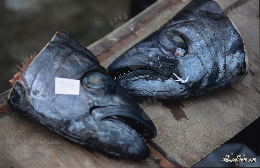 Fascinating Bull Sharks with Acoustic Transmitters in Fish Heads
