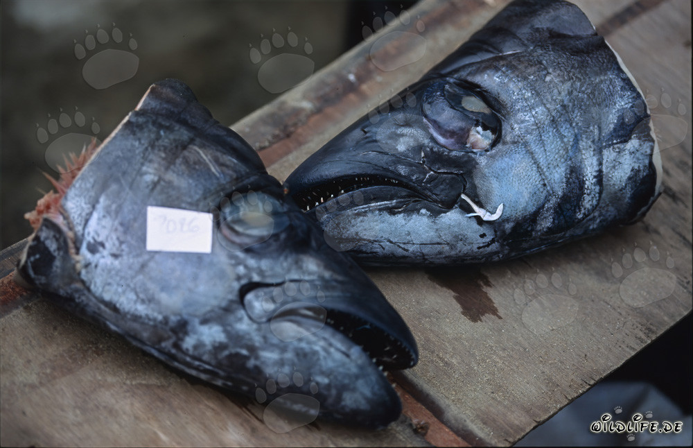 Requins taureaux fascinants avec émetteurs acoustiques dans des têtes de poisson