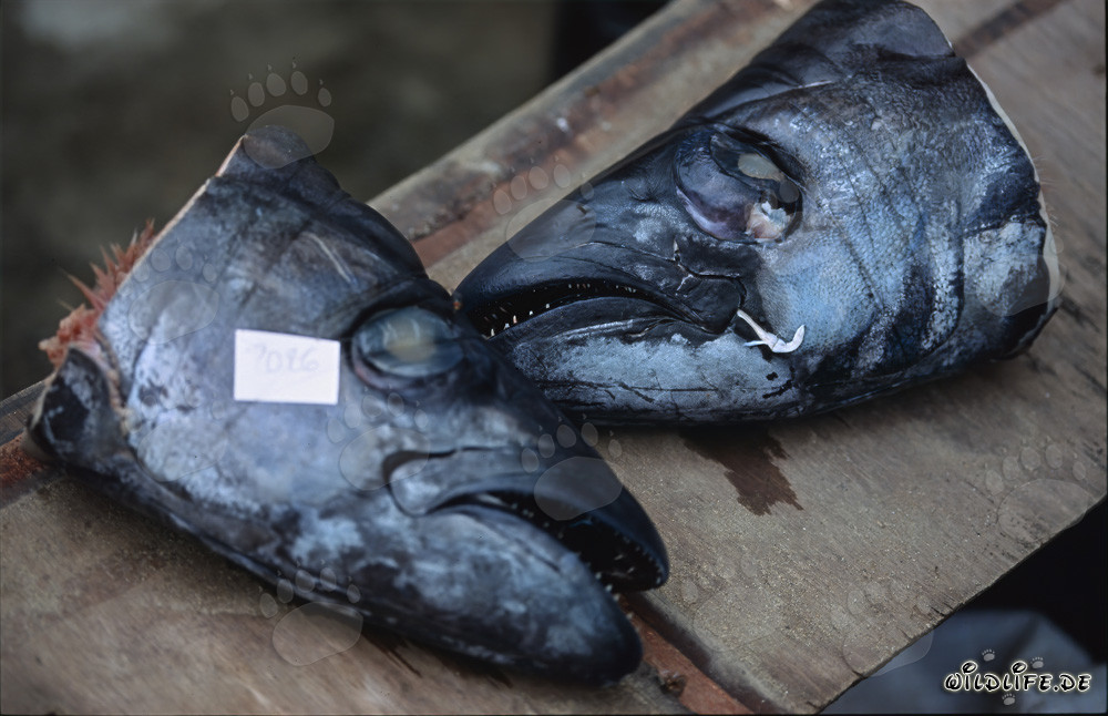 Affascinanti squali toro con trasmettitori acustici in teste di pesce