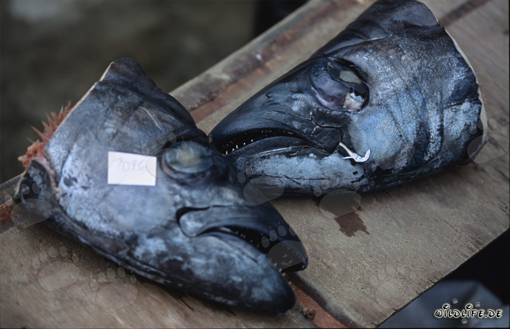 Fascinantes tiburones toro con emisores acústicos en cabezas de pescado